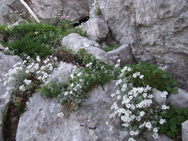 Fioriture in quota